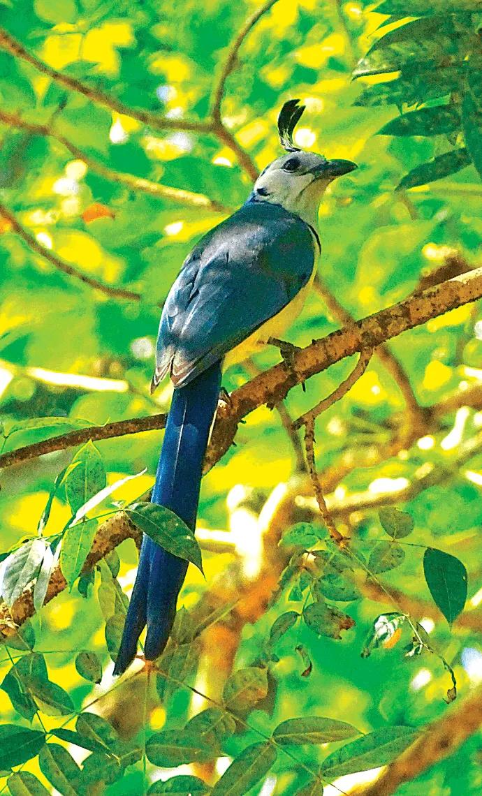 aves de el salvador - Cuál es el significado del ave nacional de El Salvador