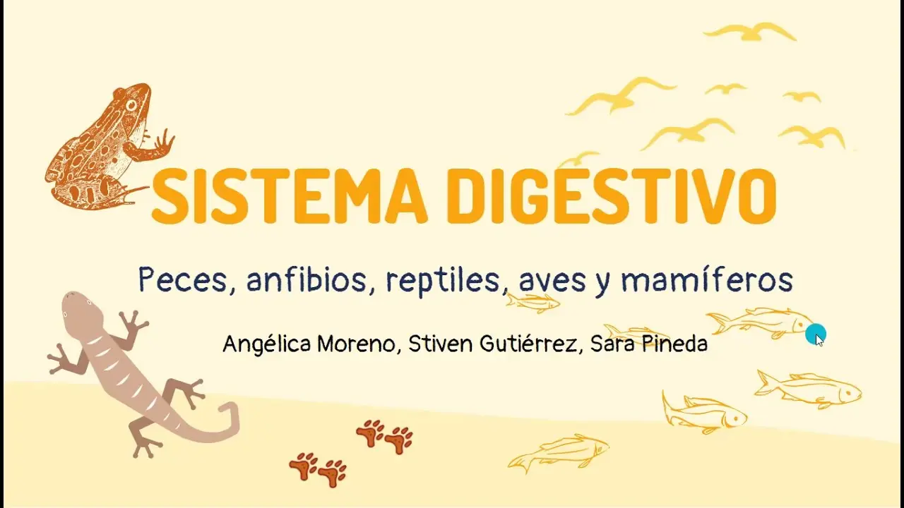 sistema digestivo de peces anfibios reptiles aves y mamiferos - Cuál es el sistema digestivo de los peces