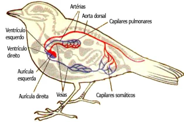 aves sistemas - Cuál es el sistema nervioso de las aves