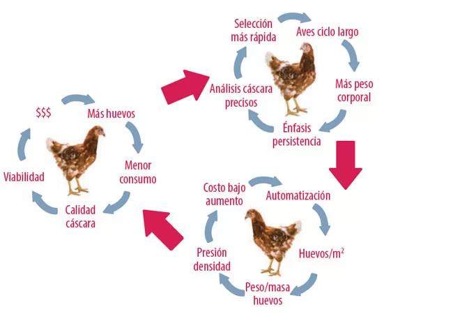 manejo de aves ponedoras - Cuál es el sistema y manejo de las gallinas ponedoras