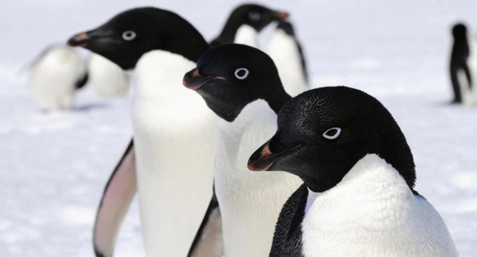 aves esfenisciformes - Cuál es el verdadero nombre de los pingüinos