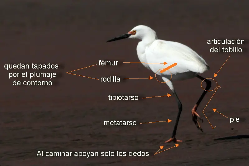 articulacion tibiotarsiana aves - Cuál es la articulación tibiotarsiana