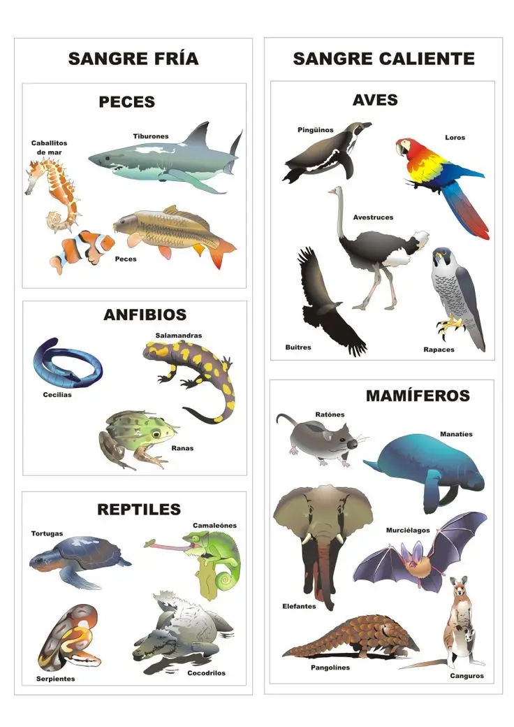 animales vertebrados mamiferos aves peces anfibios reptiles - Cuál es la clasificacion de los animales vertebrados