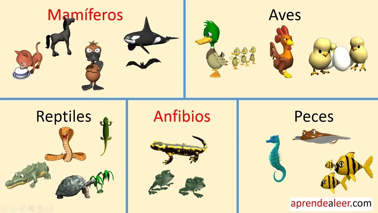 Clasificación Animales Vertebrados: Mamíferos, Aves, Peces, Anfibios Y  Reptiles | Loros Y Guacamayos