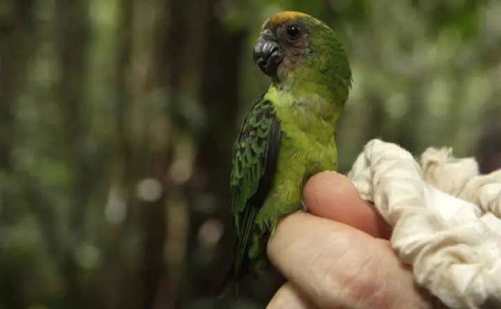 Loro más pequeño del entorno: el microloro de cabeza azul - Cuál es la cotorra más pequeña del mundo loro más pequeño del mundo - Cuál es la cotorra más pequeña del mundo