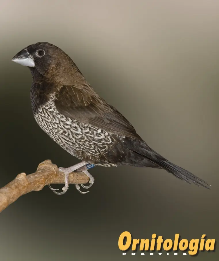 isabelitas aves - Cuál es la diferencia entre macho y hembra en las isabelitas