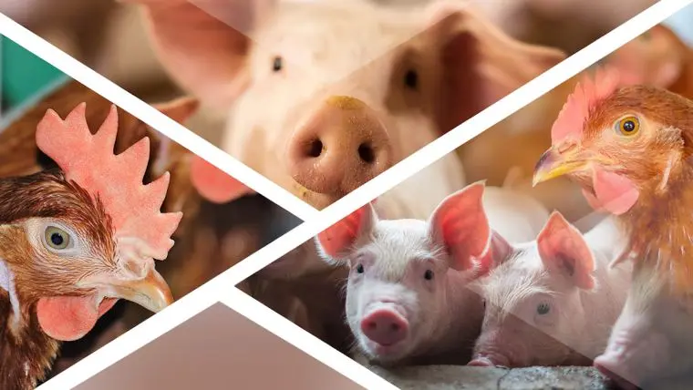 aves y porcinos - Cuál es la enfermedad porcina