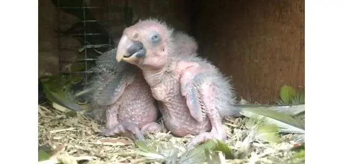 epoca de los pichones de loro - Cuál es la época de reproducción de los loros