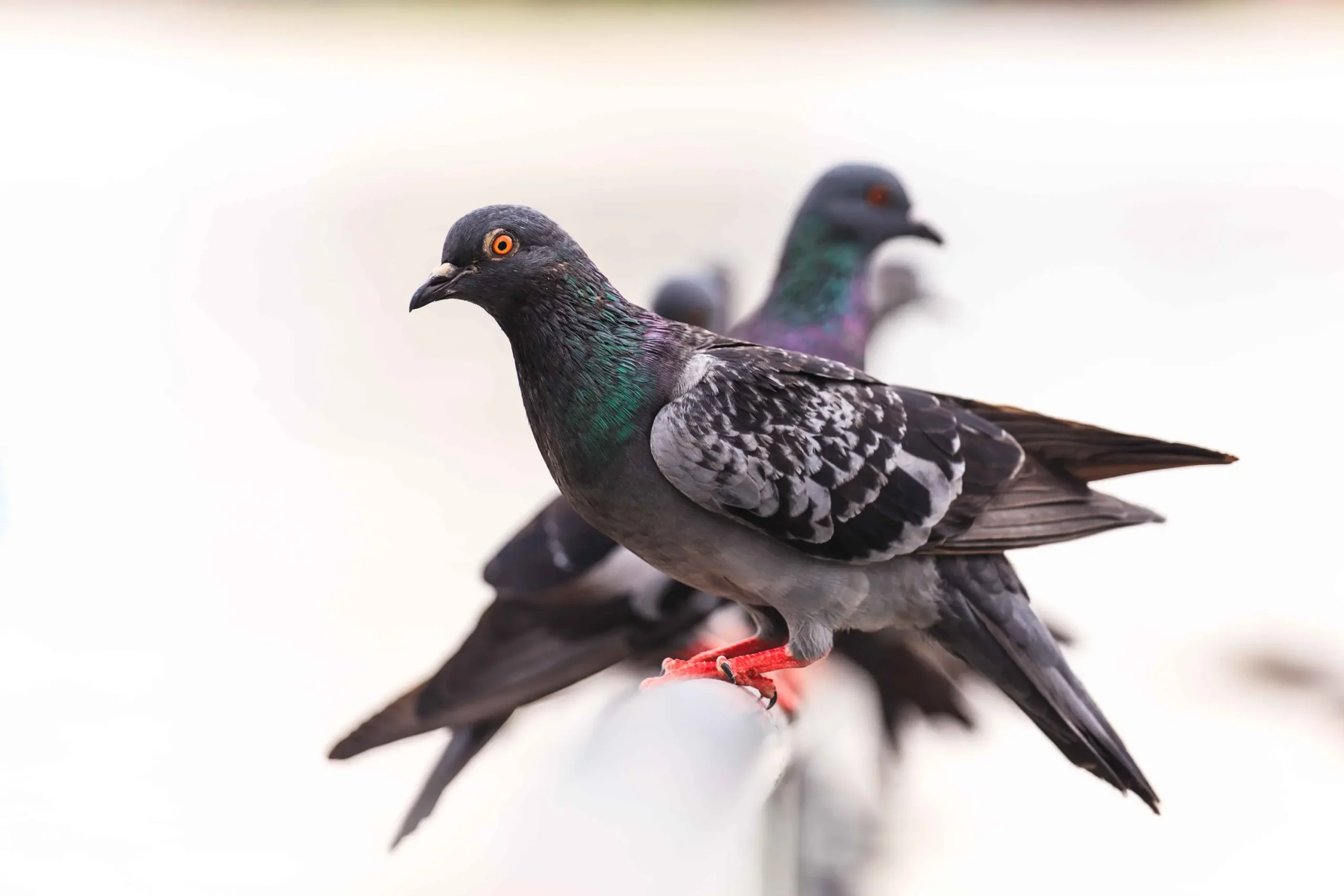 aves parecidas a las palomas - Cuál es la familia de las palomas