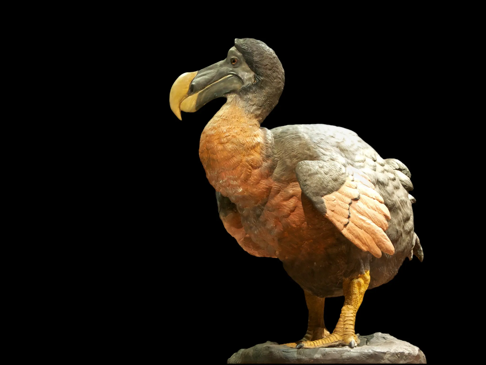 cual es el nombre familiar y cientifico del pajaro dodo - Cuál es la familia del dodo
