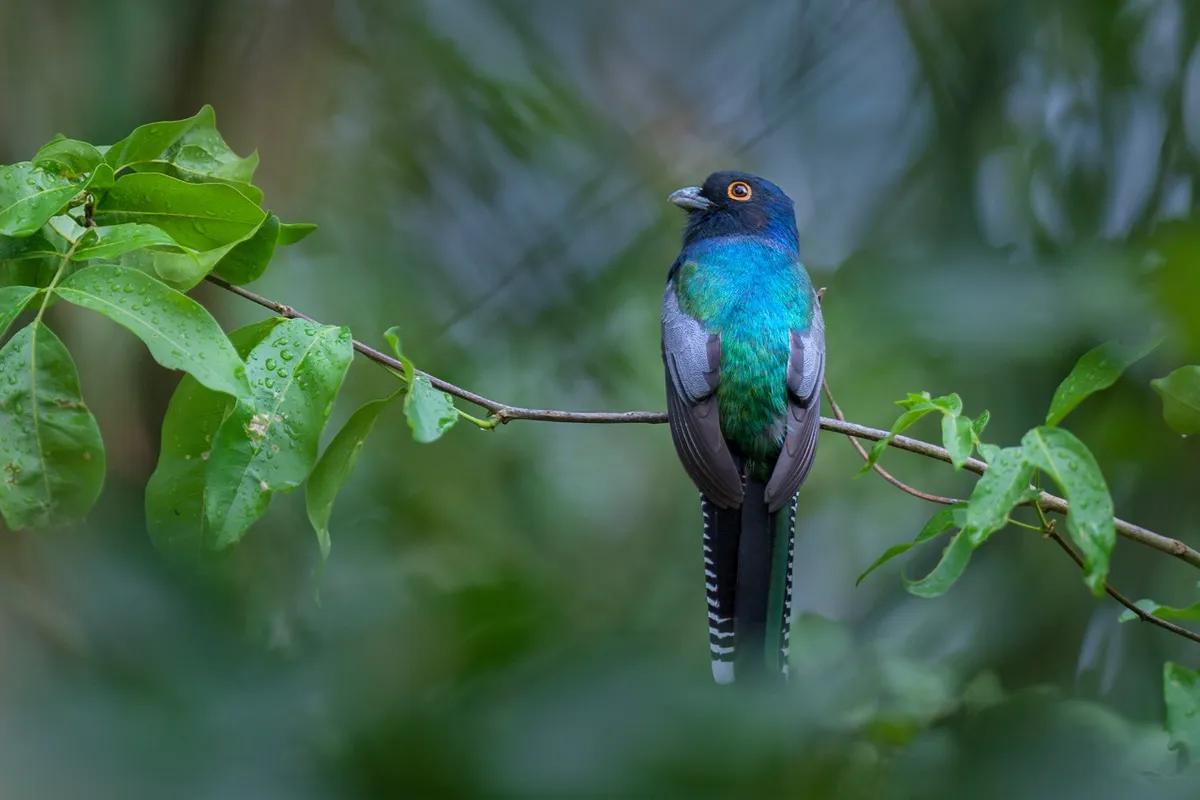 animales que viven en la selva misi8nera aves fauna - Cuál es la fauna de la selva misionera