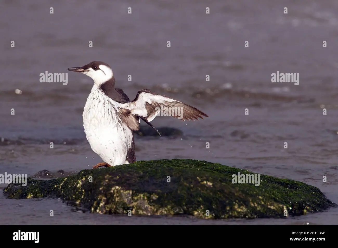 ave costera de los paises bajos - Cuál es la fauna de Países Bajos