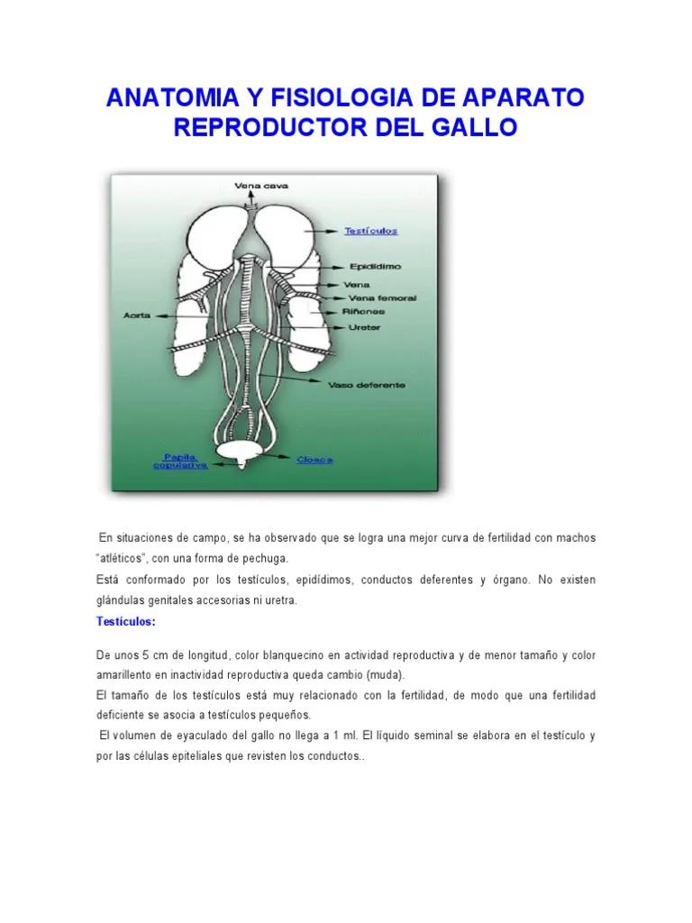 Anatomía y fisiología del aparato reproductor del macho en aves - Cuál es la fisiología del aparato reproductor masculino anatomia y fisiologia del aparato reproductor del macho en aves - Cuál es la fisiología del aparato reproductor masculino