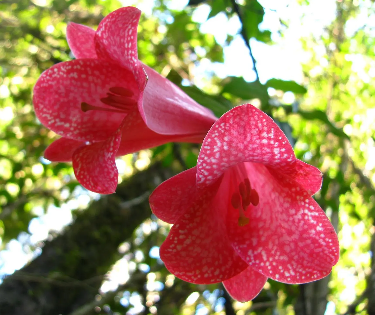Ave y Flor Nacional de Chile: El Copihue - Cuál es la flor del copihue ave y flor nacional de chile - Cuál es la flor del copihue