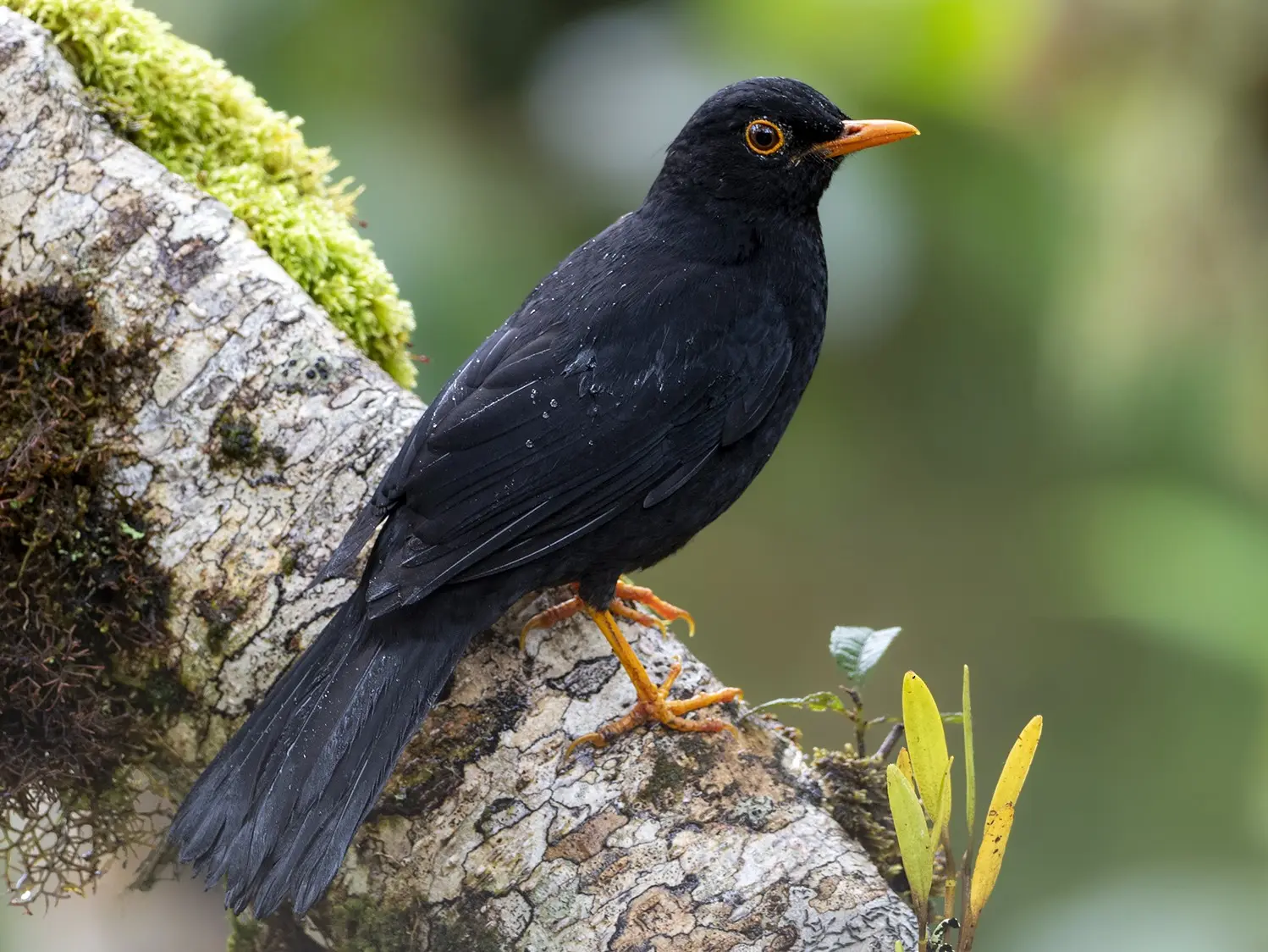 aves bosque serrano - Cuál es la flora de la provincia de Córdoba