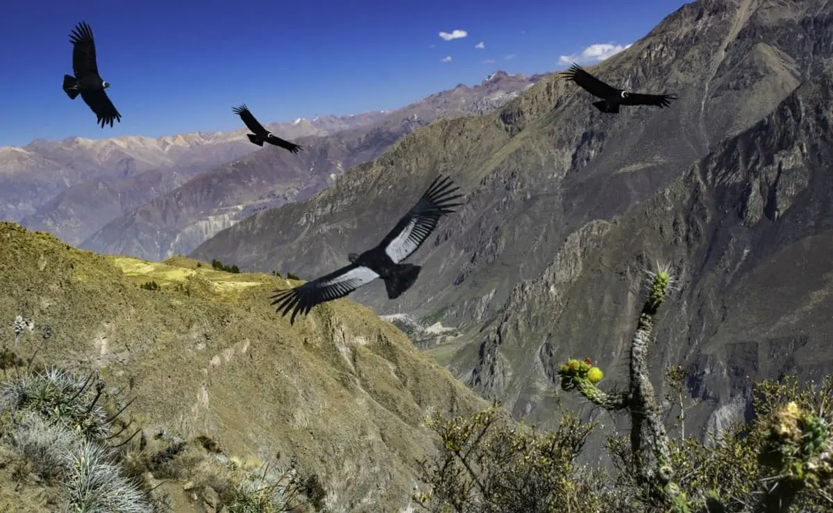 Ave que habita en las altas montañas andinas - Cuál es la flora de los altos Andes ave que habita en las altas montañas andinas - Cuál es la flora de los altos Andes