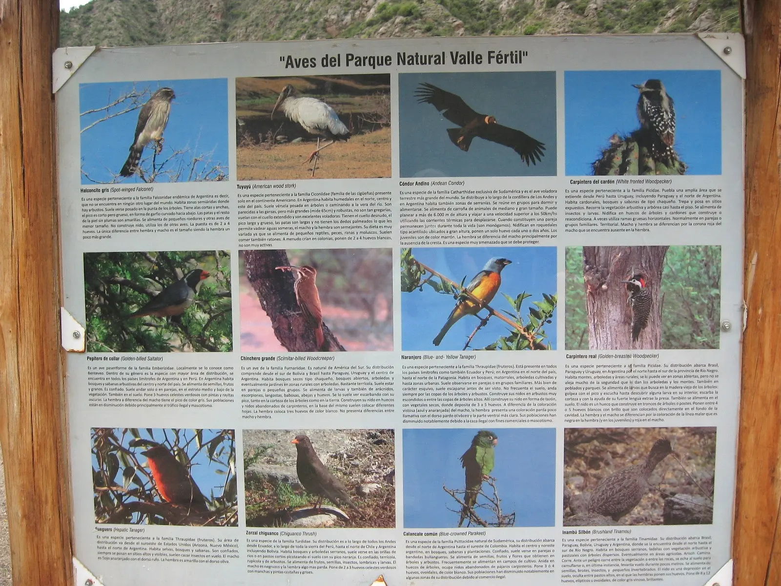 aves de san juan - Cuál es la flora de San Juan