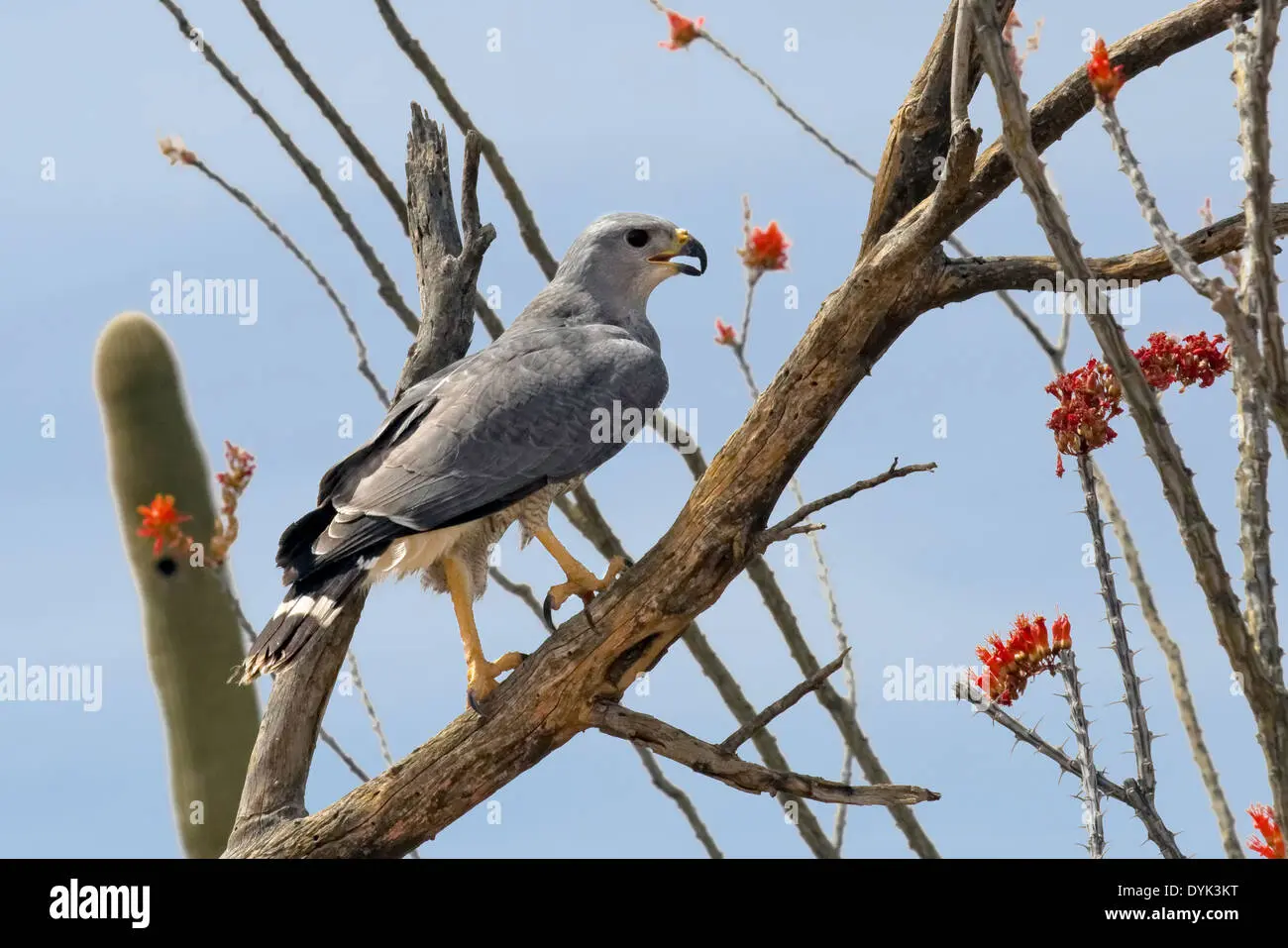 aves de sonora - Cuál es la flora de Sonora