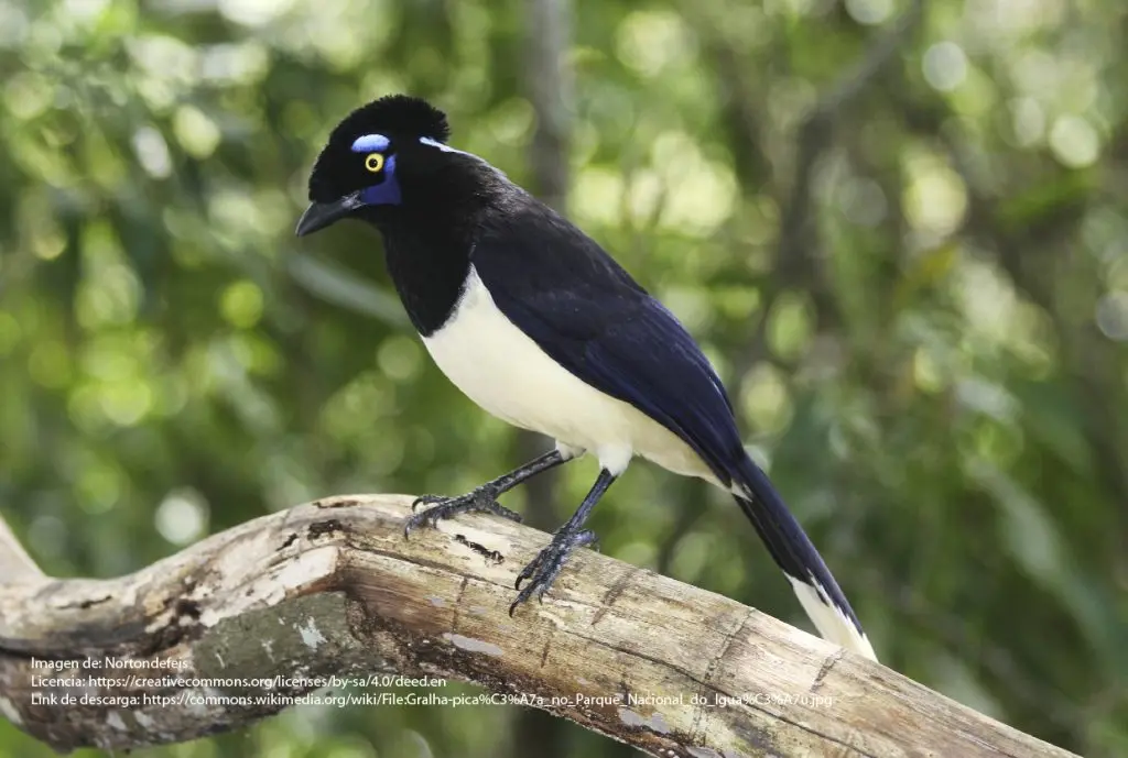 aves de tucuman - Cuál es la flora de Tucuman