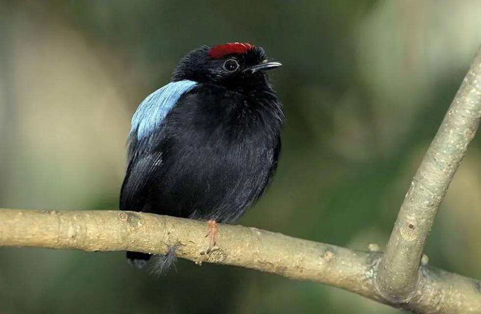aves autóctonas del parque nacional baritú - Cuál es la flora del Parque Nacional Baritú