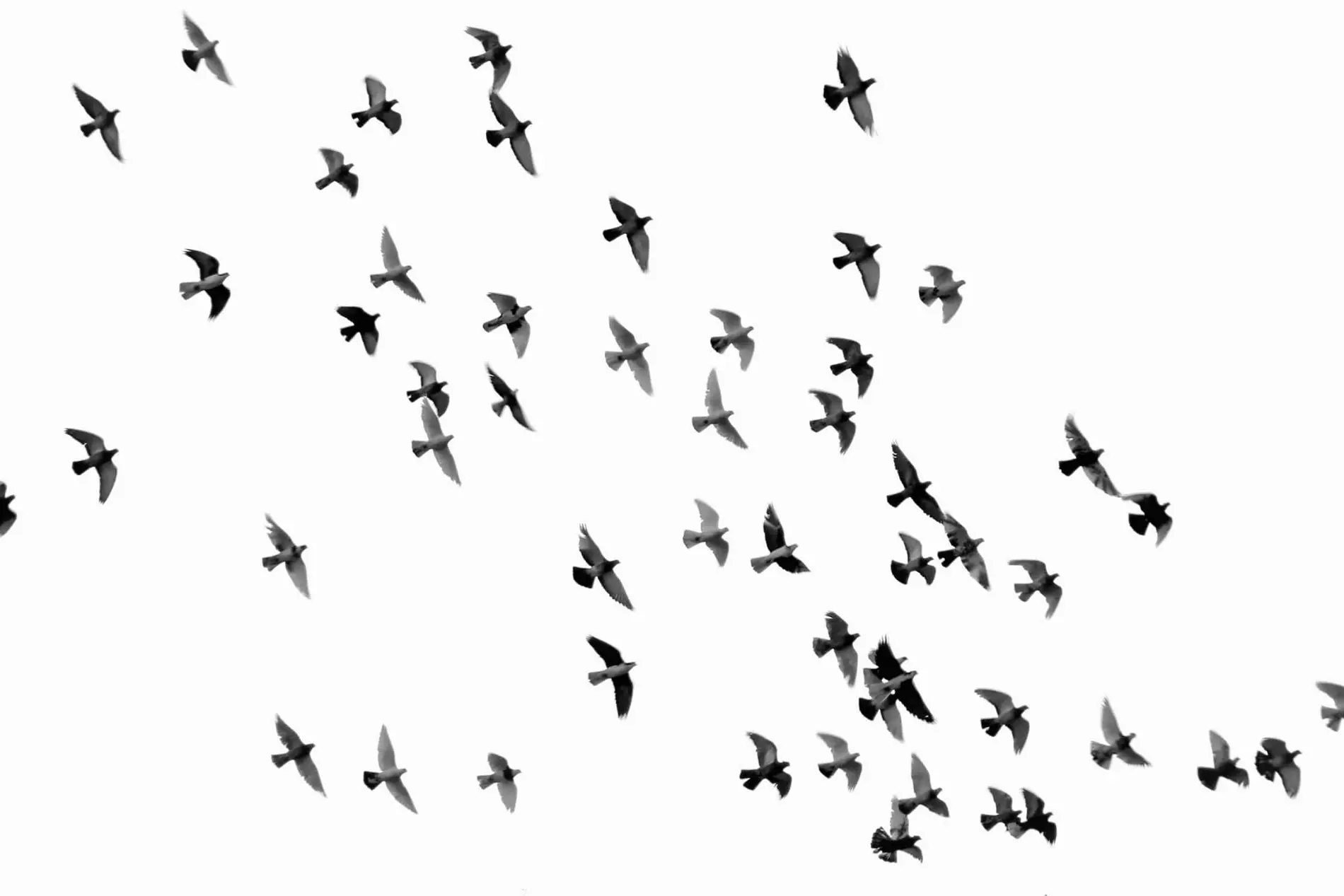 fobia a las aves - Cuál es la fobia a las palomas