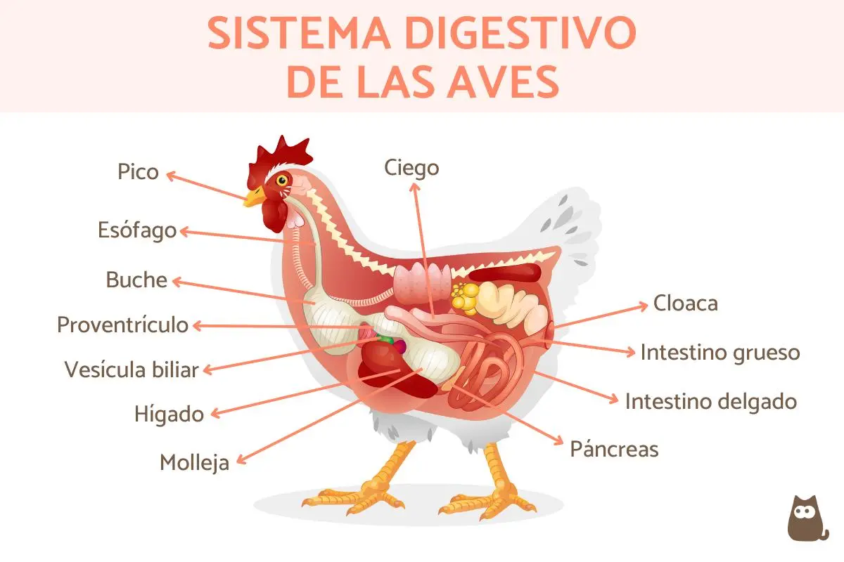 Las aves carnívoras y la función de las mollejas - Cuál es la función de la molleja en las aves aves carnivoras mollejas - Cuál es la función de la molleja en las aves