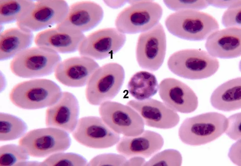 globulos rojos aves - Cuál es la función de los glóbulos rojos