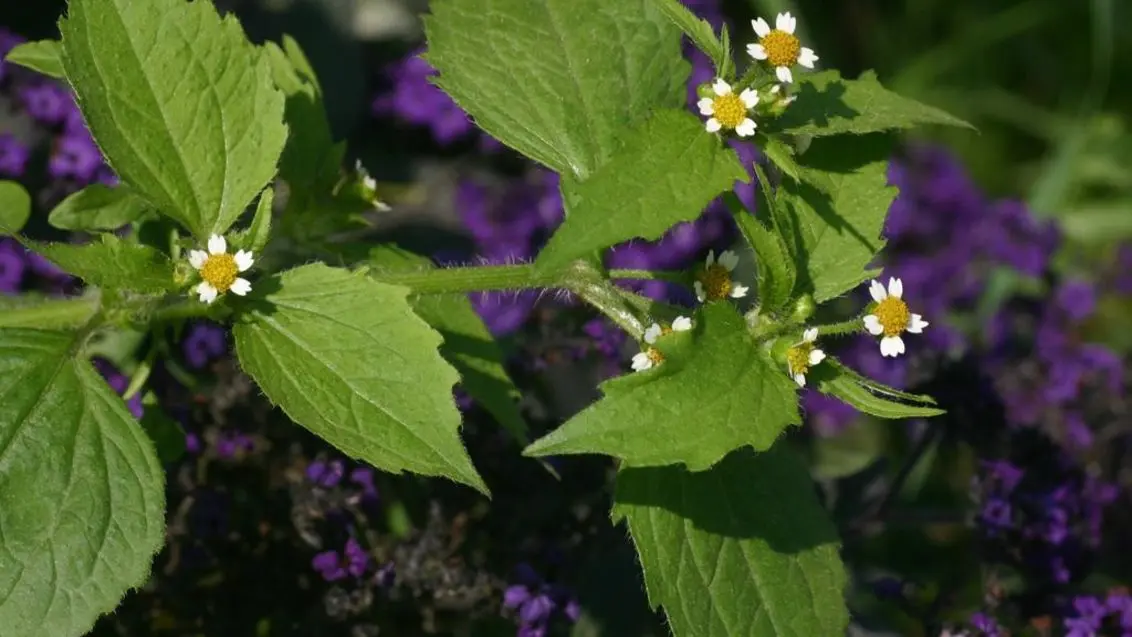 yerba del pajaro para que sirve - Cuál es la función del tomillo