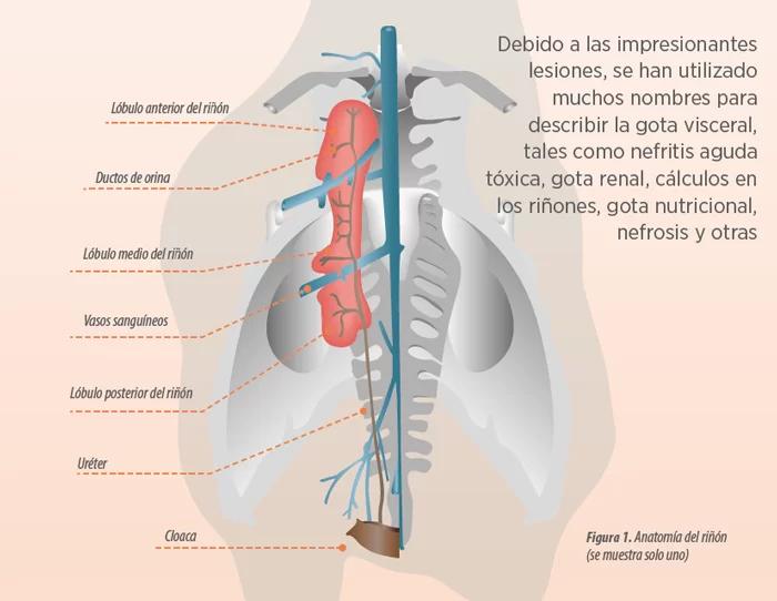 riñones aves - Cuál es la función principal de los riñones