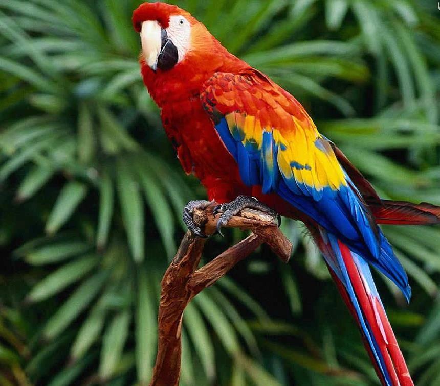 guacamayo colombia - Cuál es la guacamaya de Colombia