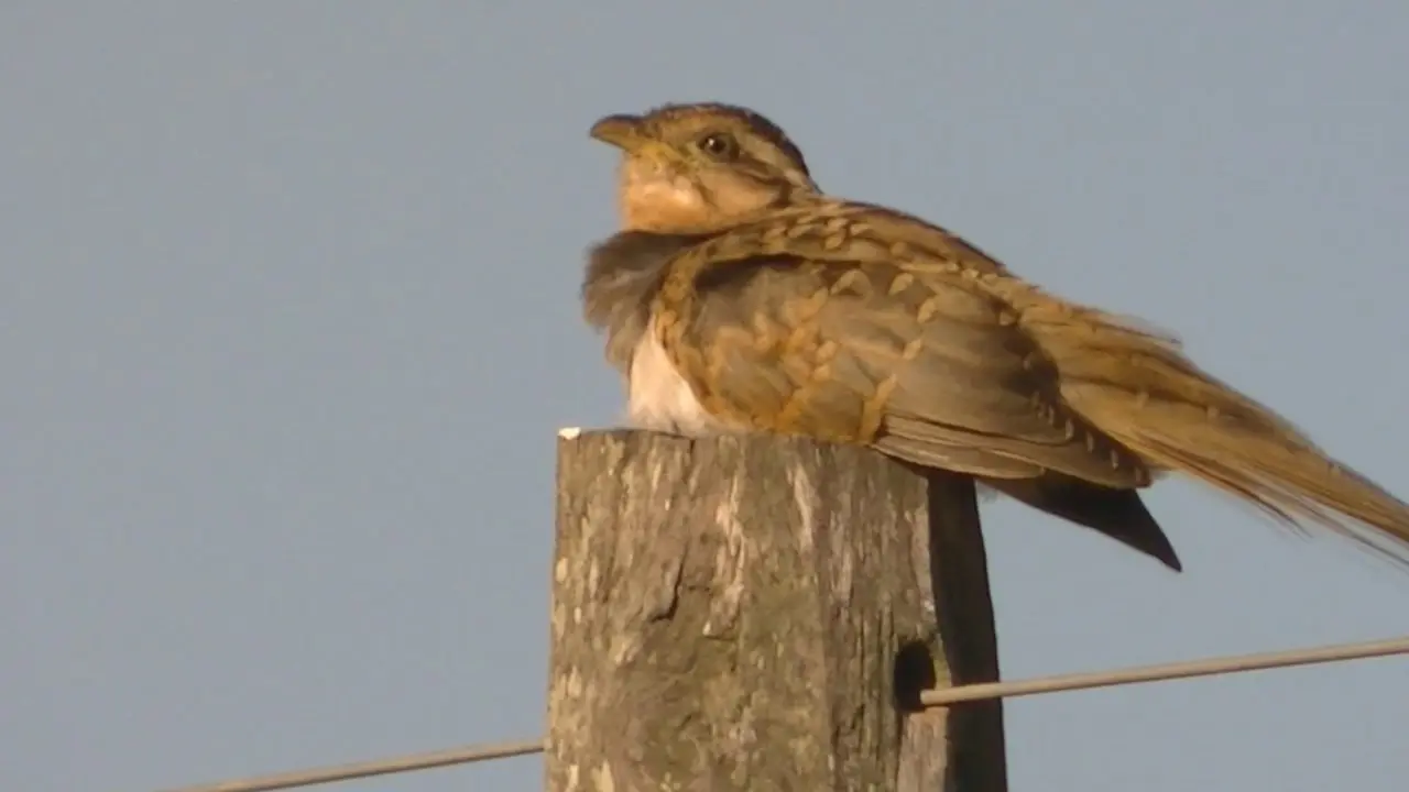 crespin ave canto - Cuál es la historia del pájaro Crespín