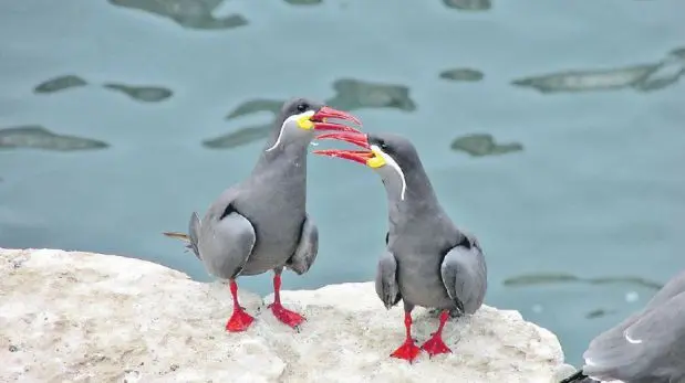 ave guanera - Cuál es la importancia de las aves guaneras