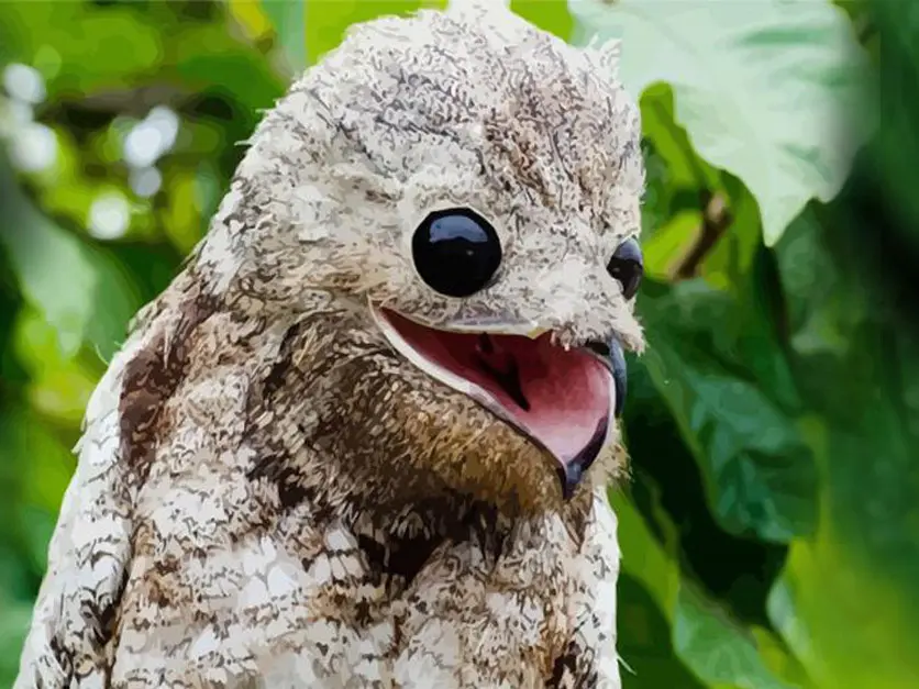 pajaro la vieja - Cuál es la leyenda de la vieja del monte