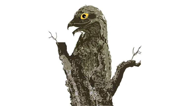 el guajojo ave - Cuál es la leyenda del pájaro guajojó