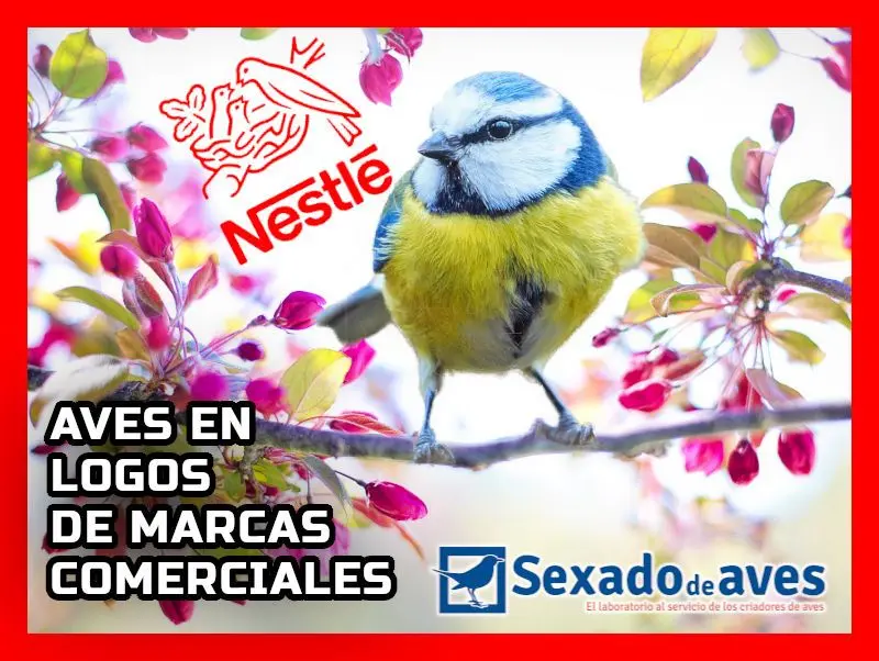 marca con logo de pajaro - Cuál es la marca que tiene un pajarito