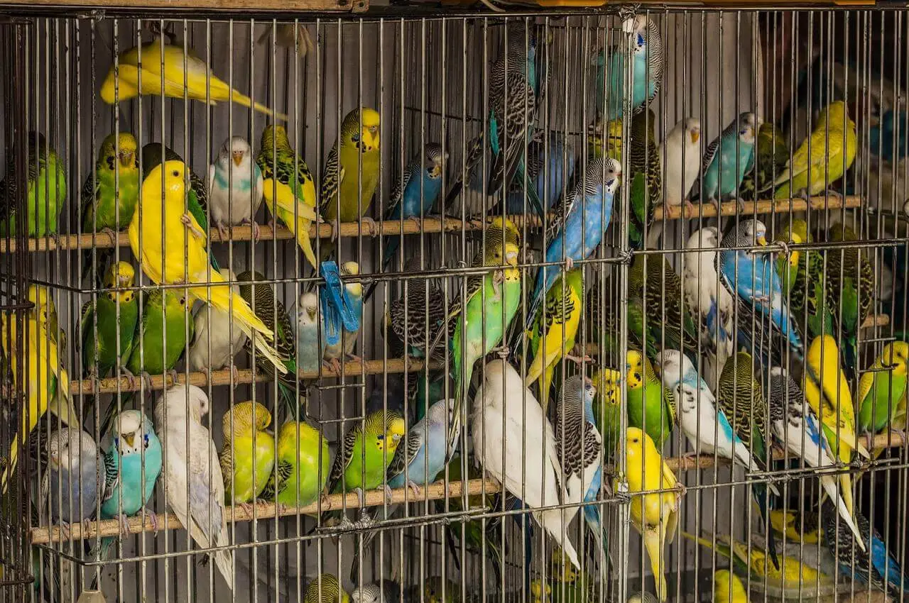 venta de aves mascotas - Cuál es la mejor ave para tener de mascota