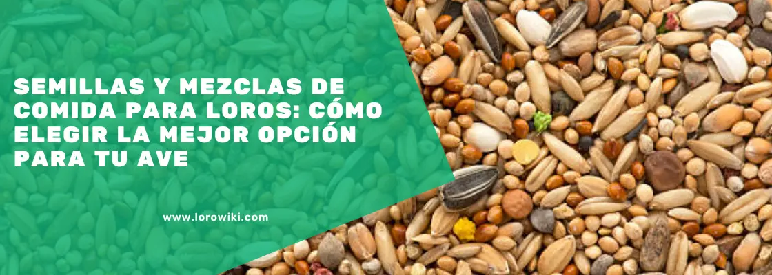 cómo hacer comida de loro ósea - Cuál es la mejor comida para cotorras