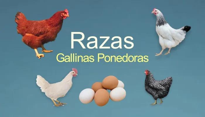 razas aves de postura - Cuál es la mejor raza de gallina ponedora en Argentina