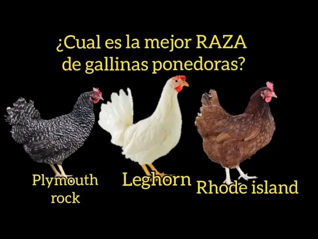 razas aves de postura - Cuál es la mejor raza de gallinas de postura