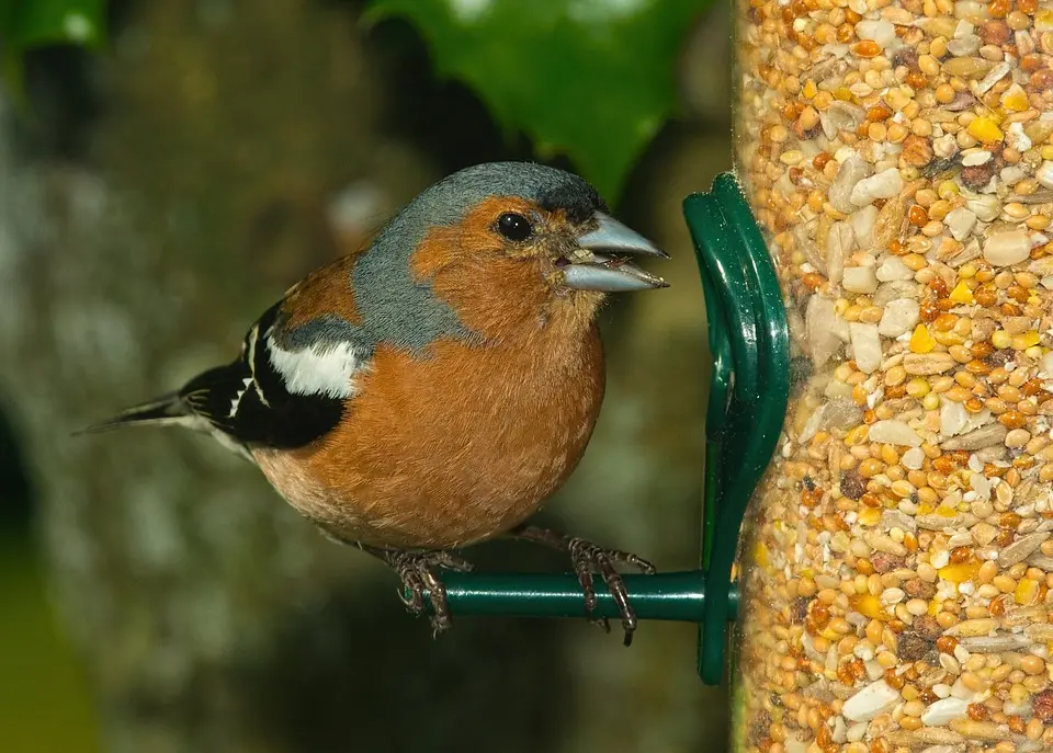 que semillas comen los pajaros silvestres - Cuál es la mejor semilla para pájaros silvestres