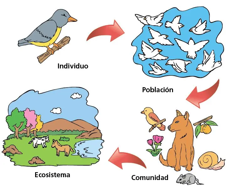 nivel de organizacion de las aves - Cuál es la organización de las aves