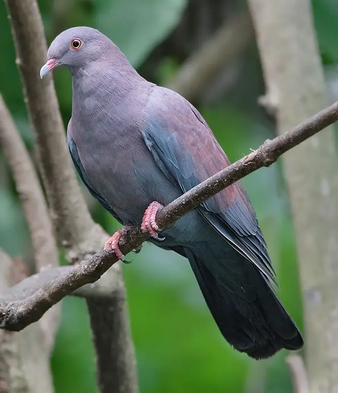 ave de la familia columbidae de america del sur - Cuál es la paloma más grande de Argentina