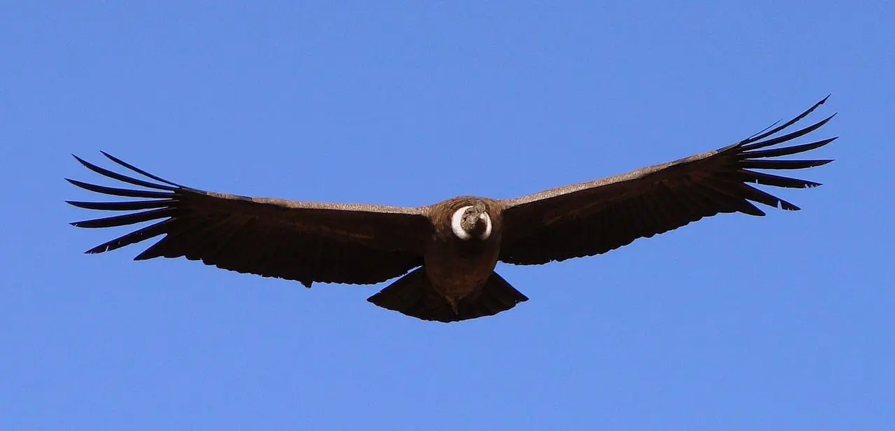 cual es el ave voladora mas grande del mundo - Cuál es la segunda ave más grande del mundo