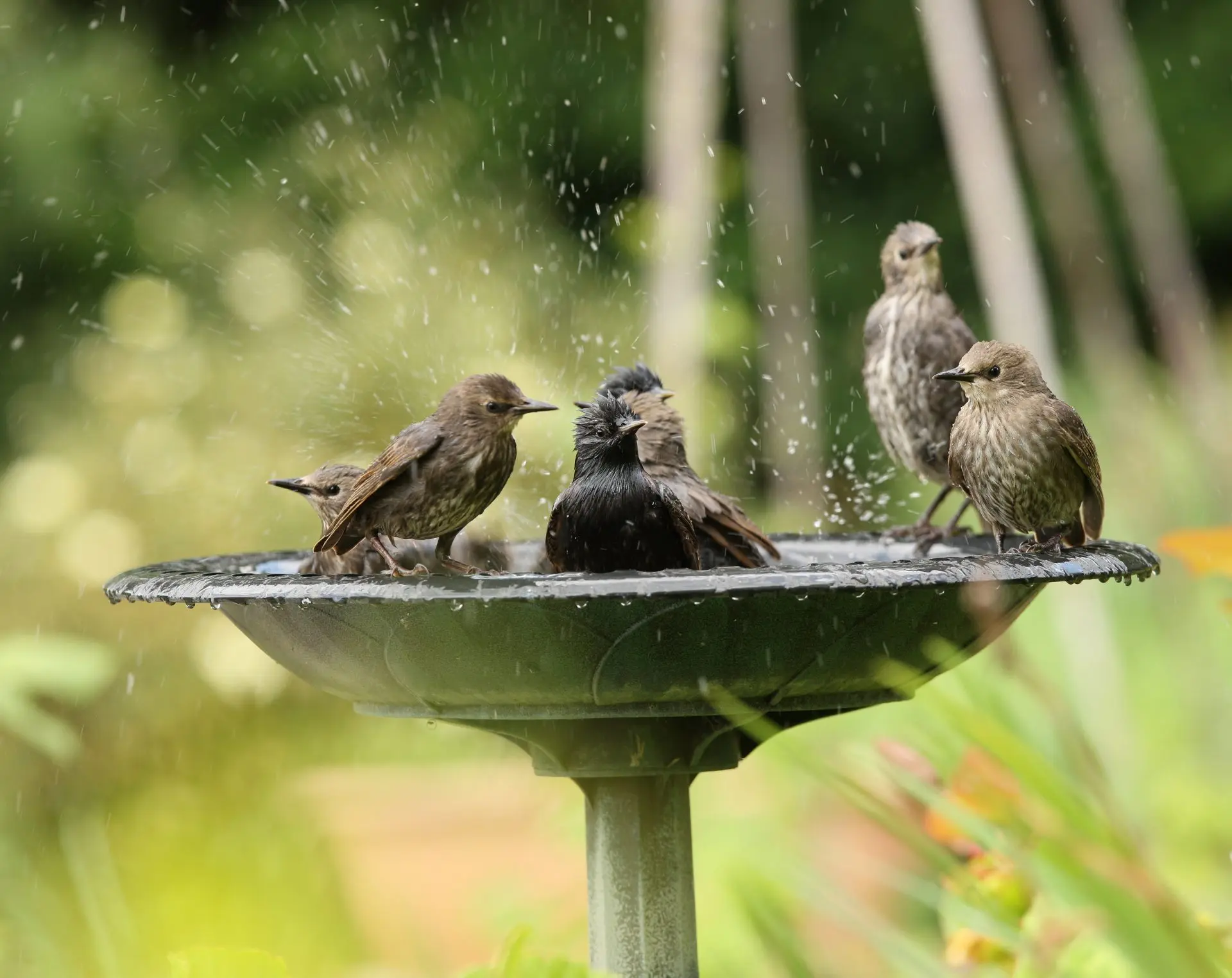 fuente para aves - Cuál es la vaina para aves