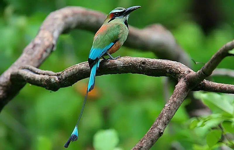 ave nacional de nicaragua y el salvador - Cuál fue la primera ave nacional de Nicaragua