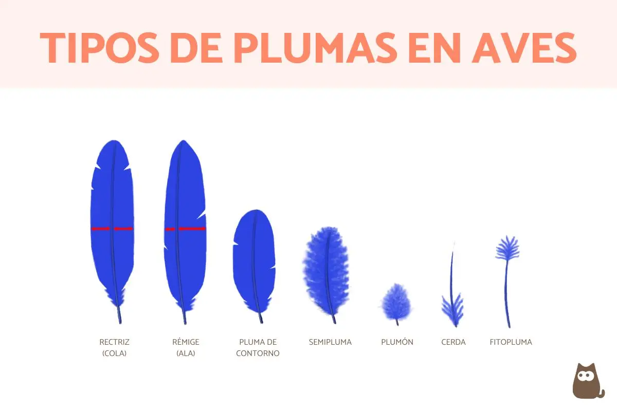 Plumas de vuelo de aves - Cuáles son las 4 clases de plumas de las aves plumas de vuelo aves - Cuáles son las 4 clases de plumas de las aves