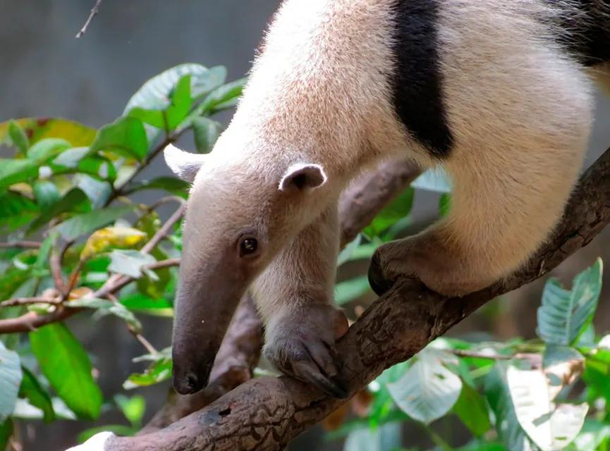 osos hormigueros aguara guazu jabali cigeñas loros y yacares - Cuáles son las 6 regiones de humedales de Argentina