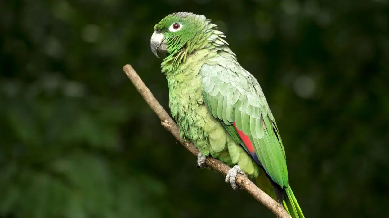 adaptaciones del loro en la selva - Cuáles son las adaptaciones de los loros