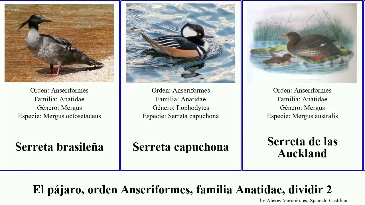 familia de aves del orden de las anseriformes - Cuáles son las aves Anseriformes