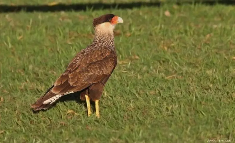 aves grandes de buenos aires - Cuáles son las aves autoctonas de la provincia de Buenos Aires